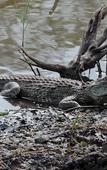 Туры в отель Leopard Mountain Safari Lodge