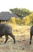 Туры в отель Rhulani Safari Lodge