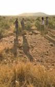 Туры в отель Rhulani Safari Lodge