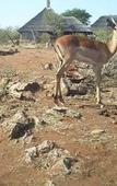Туры в отель Rhulani Safari Lodge