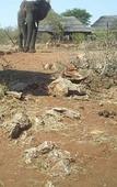 Туры в отель Rhulani Safari Lodge