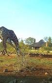 Туры в отель Rhulani Safari Lodge