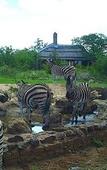 Туры в отель Rhulani Safari Lodge