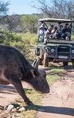 Туры в отель Buffelsdrift Game Lodge