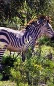 Туры в отель Buffelsdrift Game Lodge