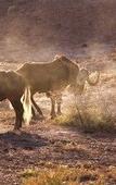 Туры в отель Buffelsdrift Game Lodge