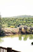 Туры в отель Buffelsdrift Game Lodge