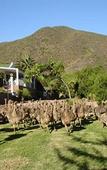 Туры в отель Old Mill Lodge, Working Ostrich Farm & Restaurant, Oudtshoorn