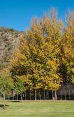 Туры в отель Old Mill Lodge, Working Ostrich Farm & Restaurant, Oudtshoorn
