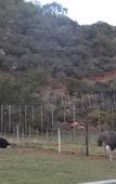 Туры в отель Old Mill Lodge, Working Ostrich Farm & Restaurant, Oudtshoorn
