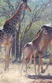 Туры в отель B&B African Rock Lodge
