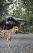 Туры в отель Tshukudu Game Lodge