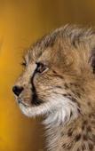 Туры в отель Tshukudu Game Lodge