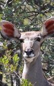 Туры в отель Tshukudu Game Lodge