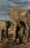 Туры в отель Tshukudu Game Lodge