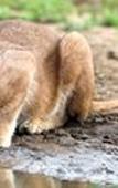 Туры в отель Tshukudu Game Lodge