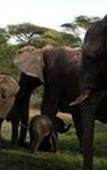Туры в отель Tshukudu Game Lodge