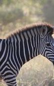 Туры в отель Tshukudu Game Lodge