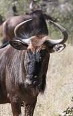 Туры в отель Tshukudu Game Lodge