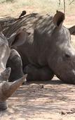 Туры в отель Tshukudu Game Lodge