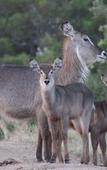 Туры в отель Tshukudu Game Lodge