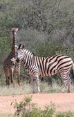 Туры в отель Tshukudu Game Lodge