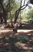Туры в отель Tshukudu Game Lodge
