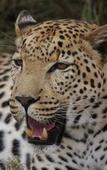 Туры в отель Tshukudu Game Lodge