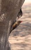 Туры в отель Tshukudu Game Lodge