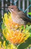 Туры в отель Pumula Lodge Guesthouse Knysna