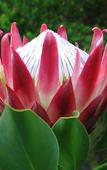 Туры в отель Pumula Lodge Guesthouse Knysna