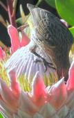 Туры в отель Pumula Lodge Guesthouse Knysna