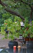 Туры в отель Rivonia Premier Lodge