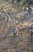 Туры в отель Foreva Wild
