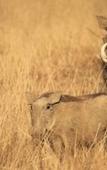 Туры в отель Foreva Wild