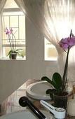 Туры в отель Bay Tree Guest House