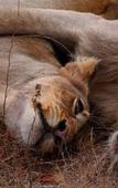 Туры в отель Sausage Tree Safari Camp