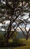 Туры в отель The Hilton Bush Lodge