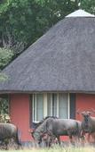 Туры в отель Mohlabetsi Safari Lodge