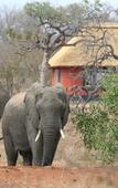Туры в отель Mohlabetsi Safari Lodge