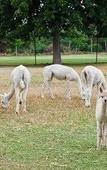Туры в отель Ambers & Grace Guest Farm