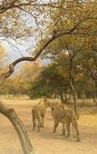 Туры в отель Ukutula Lodge & Game Reserve