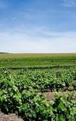 Туры в отель Groenvlei Guest Farm