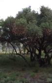 Туры в отель Natures Green Resort and Spa