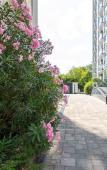 Туры в отель Ламаре в ЖК Фестивальный