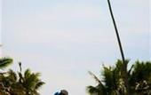 Туры в отель Plantation Island Resort