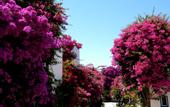 Туры в отель Astir of Paros