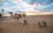 Туры в отель Sama Al Wasil Desert Camp