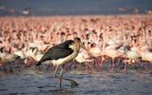 Туры в отель Sarova Lion Hill Game Lodge