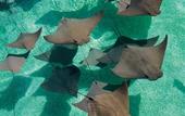 Туры в отель Atlantis Paradise Island Resort - Beach Tower